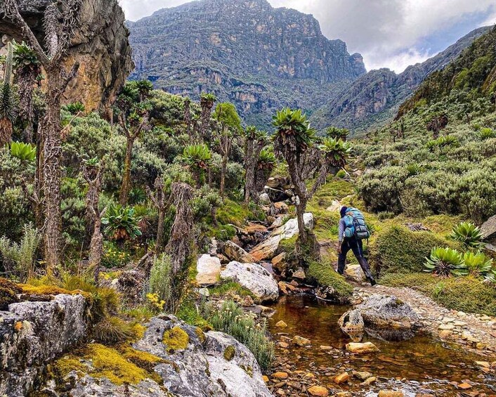 Picture 4 for Activity 10-Day Rwenzori Mountaineering Tour