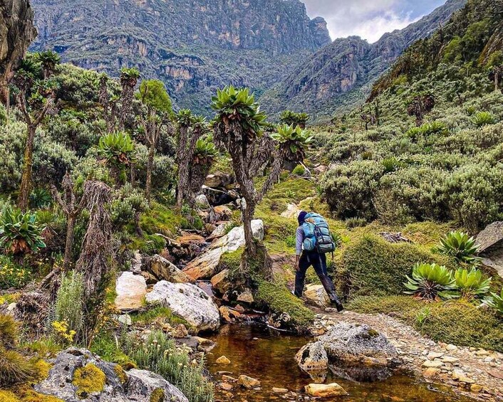 Picture 4 for Activity 10-Day Rwenzori Mountaineering Tour