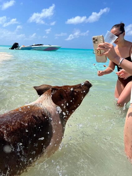 Nassau: Swimming Pigs, Snorkeling w/Turtles Lunch Beach Club