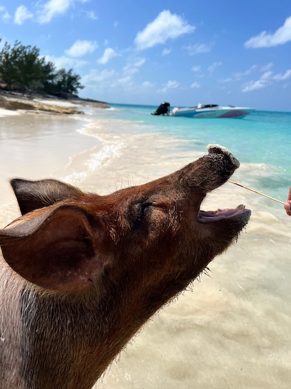 Picture 17 for Activity Nassau: Swimming Pigs, Snorkeling w/Turtles Lunch Beach Club