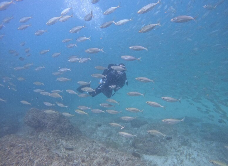 Picture 3 for Activity Diving Trip for certified divers in Fujairah with BBQ lunch