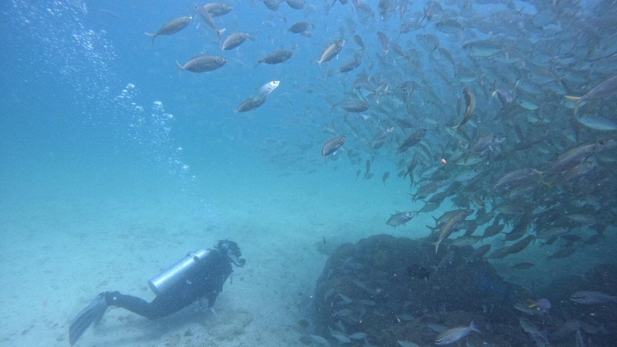 2-Dives for certified divers in Fujairah with BBQ lunch
