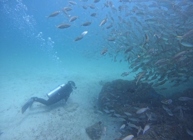 Diving Trip for certified divers in Fujairah with BBQ lunch