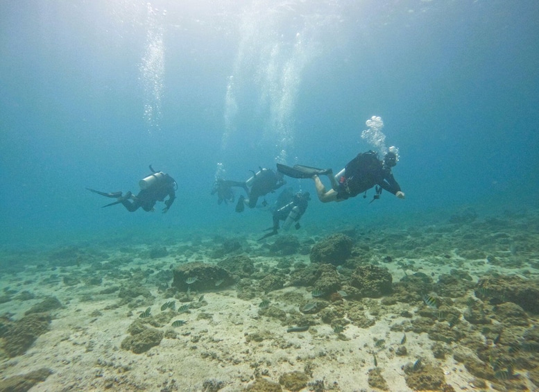 Picture 10 for Activity 2-Dives for certified divers in Fujairah with BBQ lunch