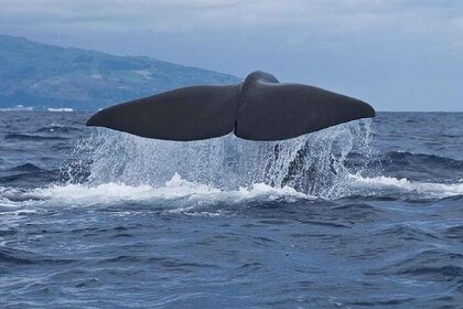 Observation of whales and dolphins in the peak