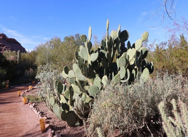 Picture 16 for Activity Tucson Tour: Saguaro & Mt. Lemmon Self-Guided Audio Tour
