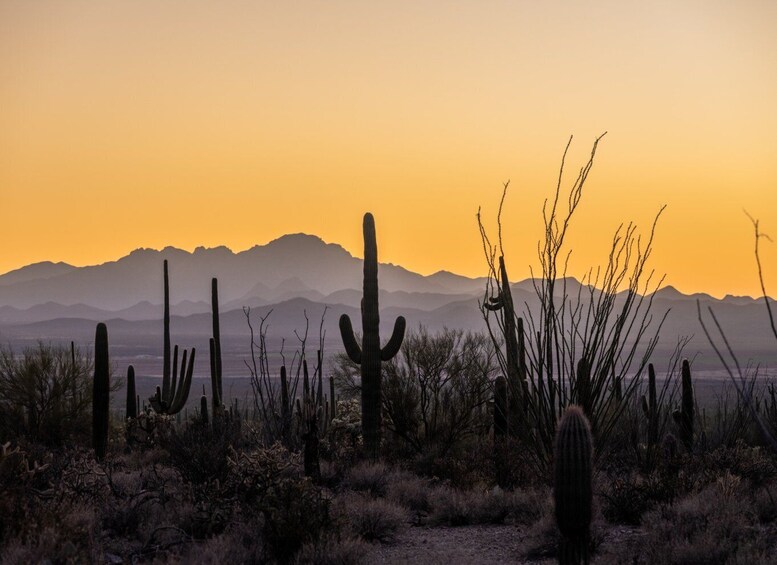 Picture 10 for Activity Tucson Tour: Saguaro & Mt. Lemmon Self-Guided Audio Tour