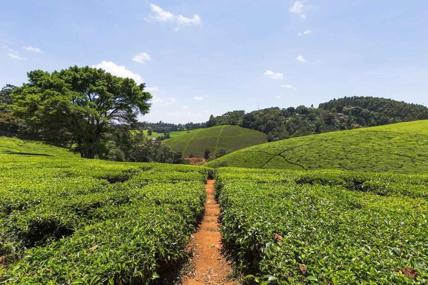 Picture 3 for Activity Day Tour To Fairview Coffee Farm