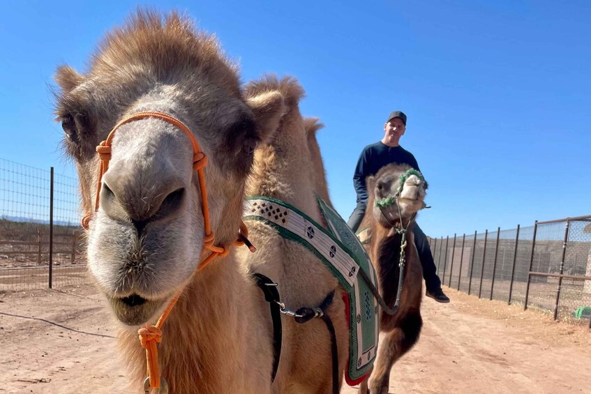 Picture 3 for Activity Las Vegas: Desert Camel Ride
