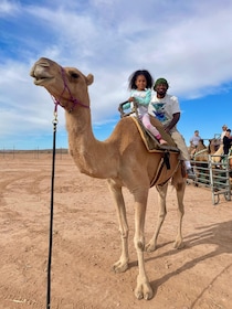 Las Vegas: Desert Camel Ride