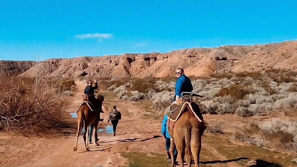 Picture 2 for Activity Las Vegas: Desert Camel Ride