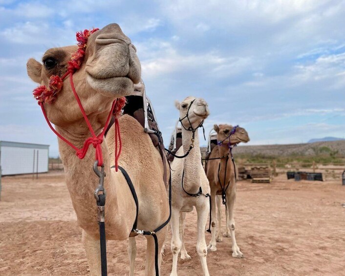 Picture 4 for Activity Las Vegas: Desert Camel Ride