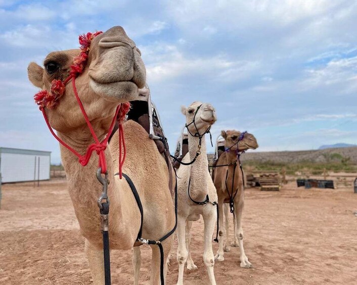 Picture 4 for Activity Las Vegas: Desert Camel Ride