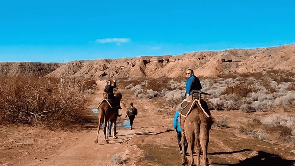 Picture 2 for Activity Las Vegas: Desert Camel Ride