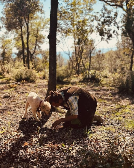 Picture 5 for Activity Siena - Truffle hunt with lunch and Brunello DOCG