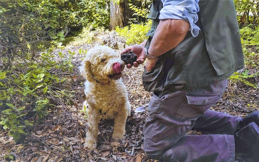 Siena - Truffle hunt with lunch and Brunello DOCG