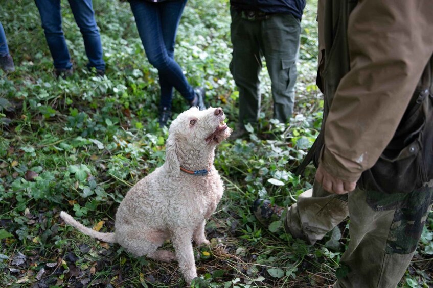 Picture 8 for Activity Siena - Truffle hunt with lunch and Brunello DOCG