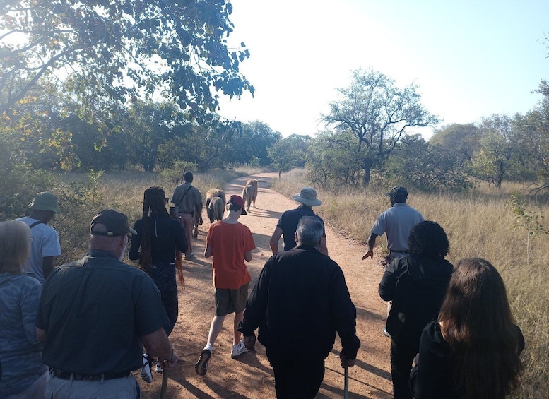 walking with lions