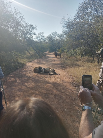 Picture 9 for Activity walking with lions