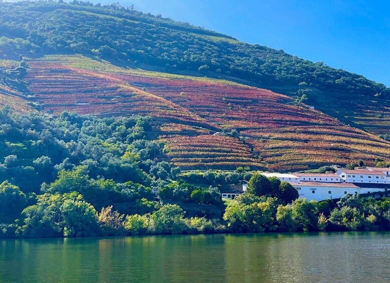 Picture 3 for Activity Douro River Private Cruise