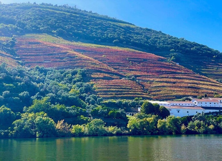 Picture 3 for Activity Douro River Private Cruise