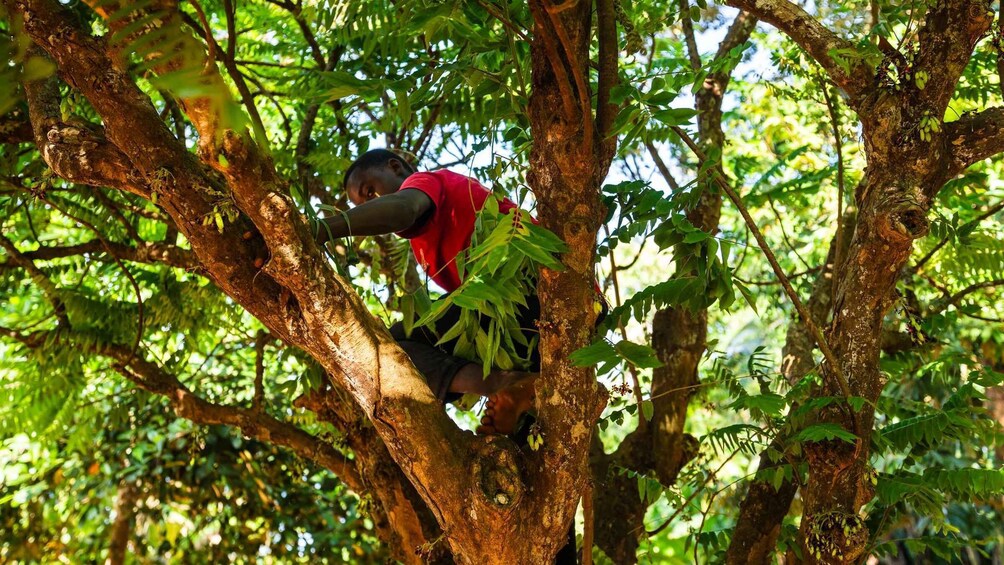Picture 49 for Activity Zanzibar: Stone Town, Spice Tour and Prison Island Day Trip