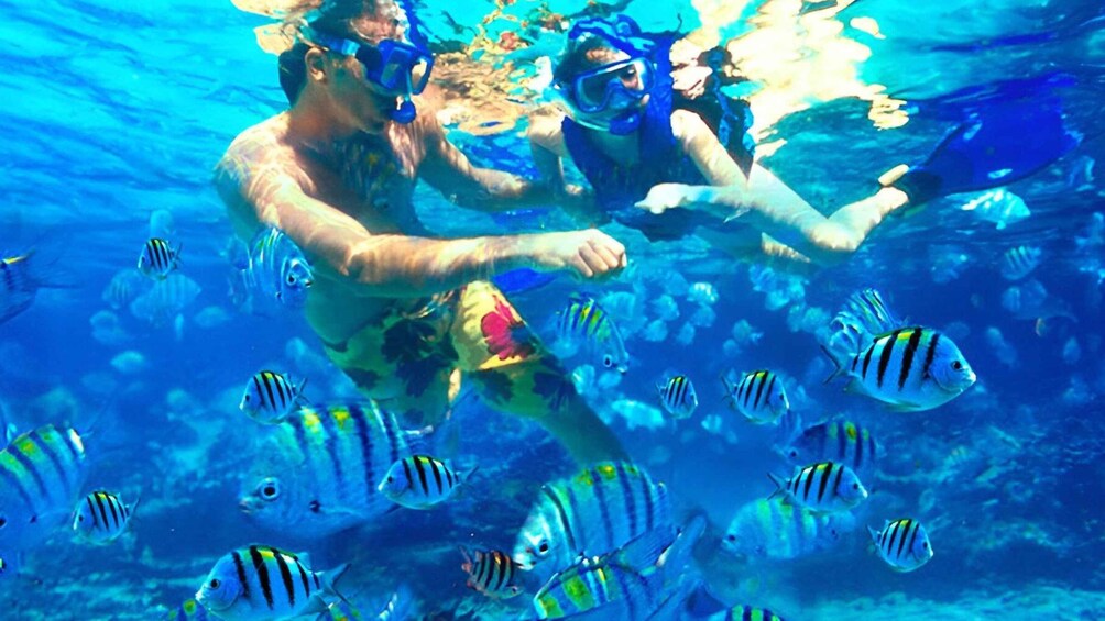 Picture 8 for Activity Bali: Snorkeling on 2 spots with Lunch and Transport