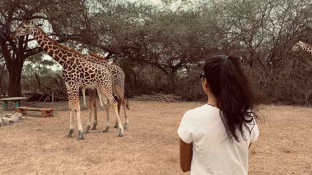 Picture 10 for Activity Diani Beach: Share A Meal With Giraffes & Feeding Experience