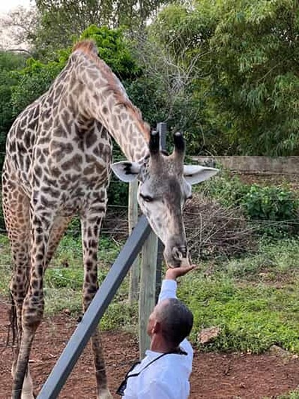 Picture 7 for Activity Diani Beach: Share A Meal With Giraffes & Feeding Experience