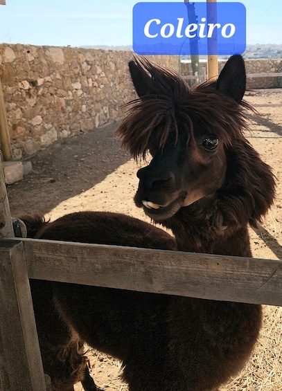 Picture 15 for Activity Gozo Alpaca Walks : with feeding and farm visit