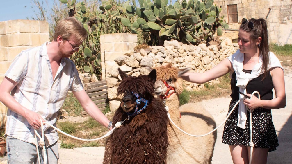 Gozo Alpaca Walks : with feeding and farm visit