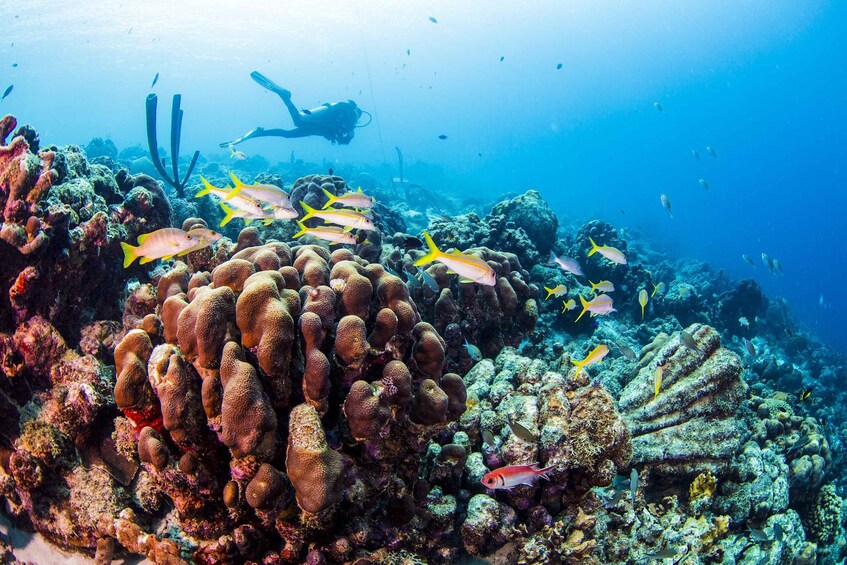 Picture 7 for Activity Santa Marta: 2-Day PADI Advanced Open Water Certification