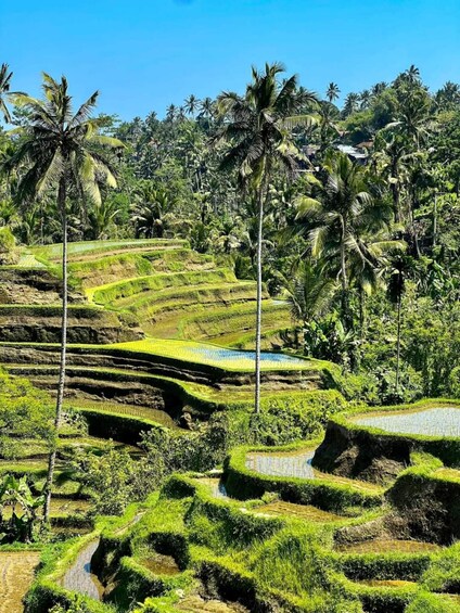 Picture 11 for Activity Bali : Highlight of Ubud Culture, Temple and Batur Volcano