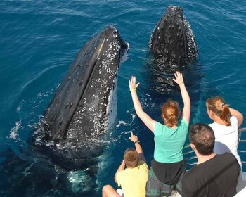 Samana: Half Day Whale Watching Humpback Whale Watching