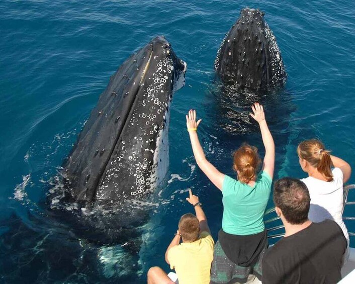 Samana: Half Day Whale Watching Humpback Whale Watching