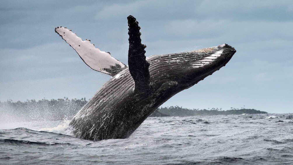 Picture 4 for Activity Samana: Half Day Whale Watching Humpback Whale Watching