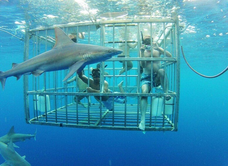 Picture 2 for Activity Cape Town: Round-Trip Transfer to Gansbaai Shark Diving