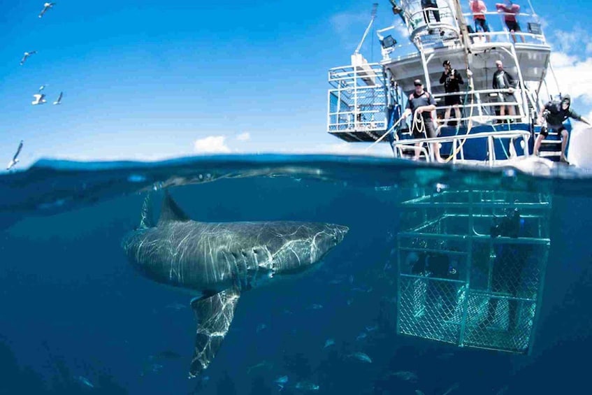 Cape Town: Round-Trip Transfer to Gansbaai Shark Diving