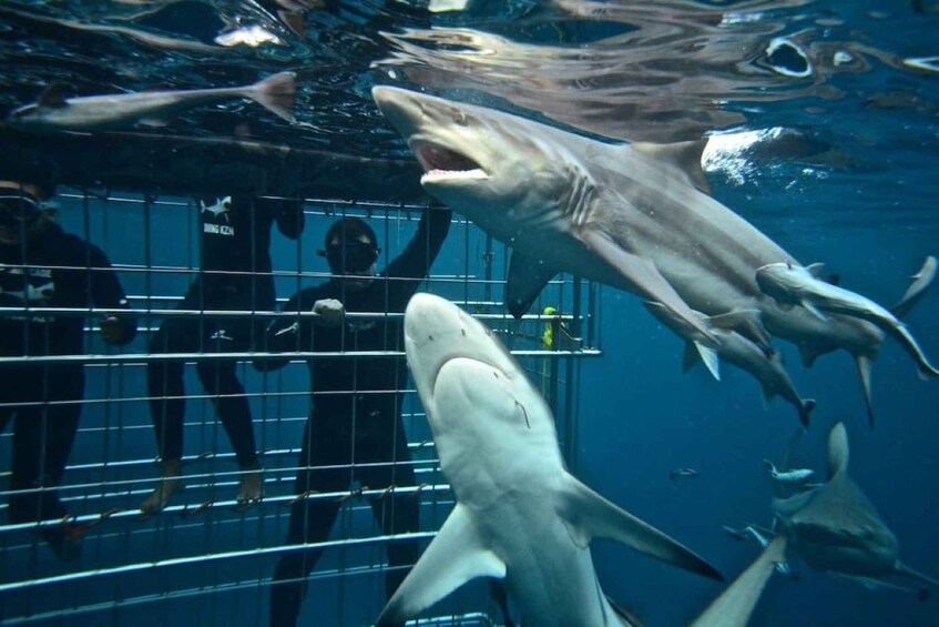 Picture 1 for Activity Cape Town: Round-Trip Transfer to Gansbaai Shark Diving