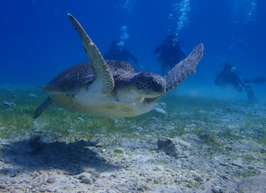 Protaras: Cape Grecko Single Dive for Qualified Divers