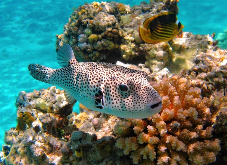 Picture 1 for Activity From Aqaba: Red Sea Cruise & Snorkeling Experience