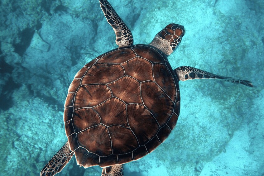 Picture 9 for Activity Costa Rica: Private Guided Sunset & Snorkelling Experience