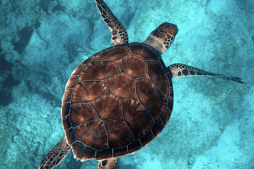 Picture 9 for Activity Costa Rica: Private Guided Sunset & Snorkelling Experience