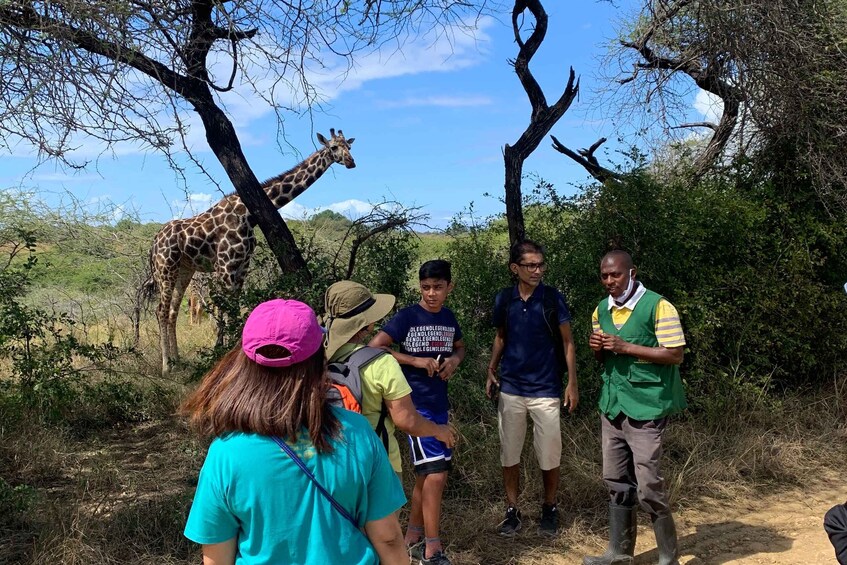 Picture 5 for Activity Mombasa: Guided Nature Walk Amongst Giraffes