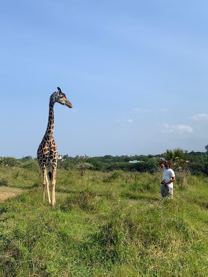 Picture 6 for Activity Mombasa: Guided Nature Walk Amongst Giraffes