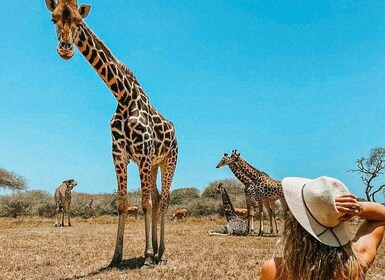 Mombasa: Guided Nature Walk Amongst Giraffes