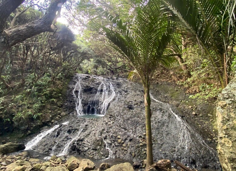 Picture 12 for Activity Piha & Karekare - Out of Auckland Private Tour