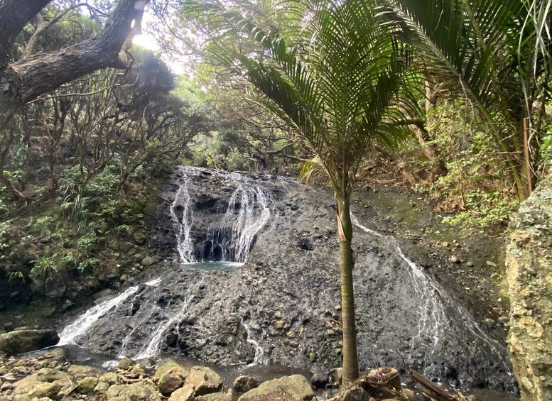 Picture 12 for Activity Piha & Karekare - Out of Auckland Private Tour