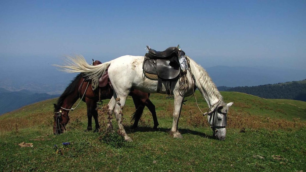 Picture 3 for Activity Full Day Adventure in Borjomi!