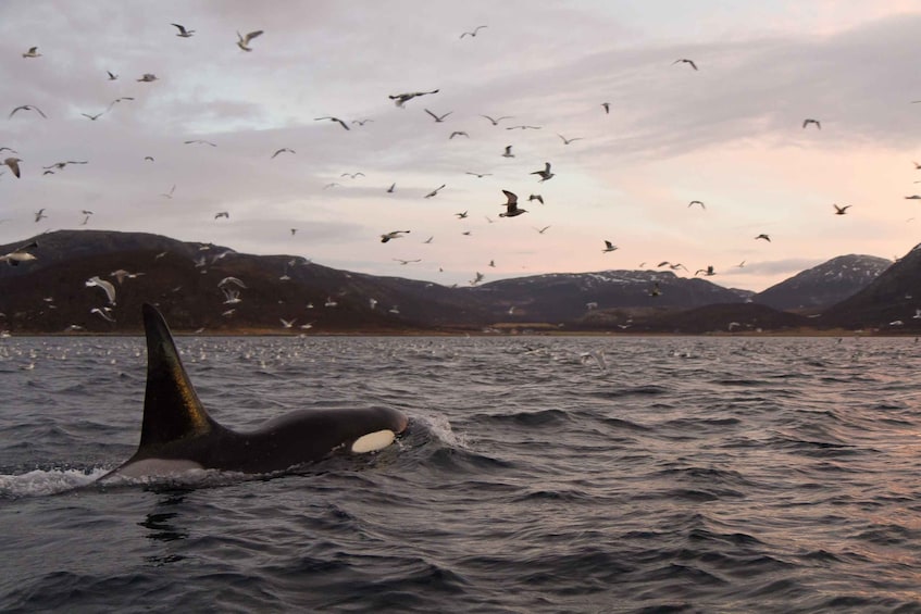 Picture 2 for Activity Tromsø: Skjervøy RIB Whale Watching Tour